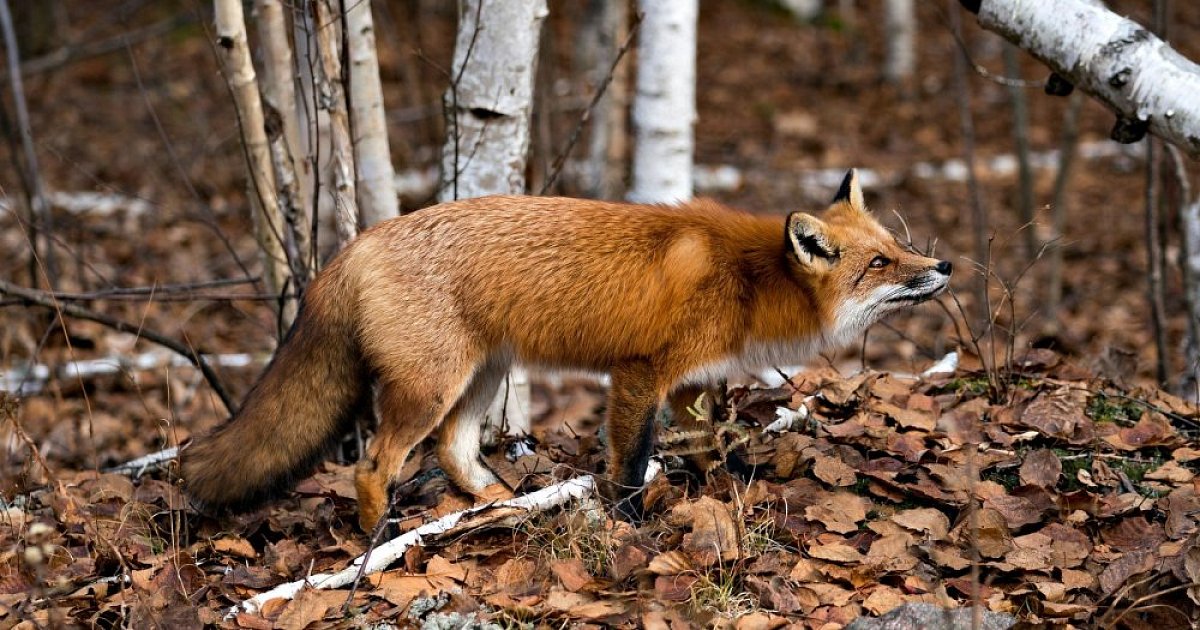 Tiere aus dem Wald