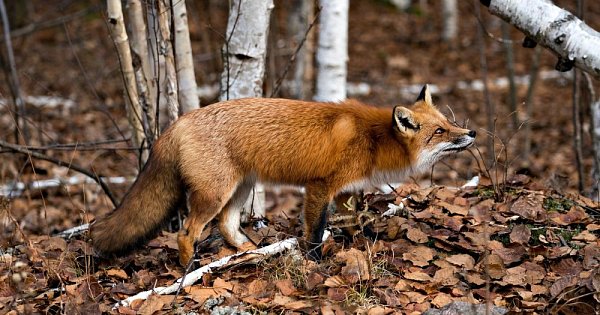 Tiere aus dem Wald