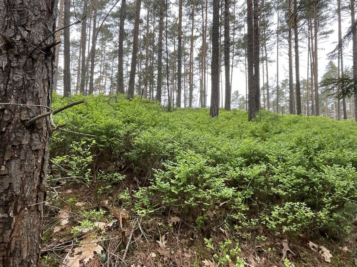 Borůvkový vršek (514&nbsp;m)