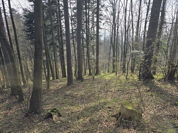 Kudrna