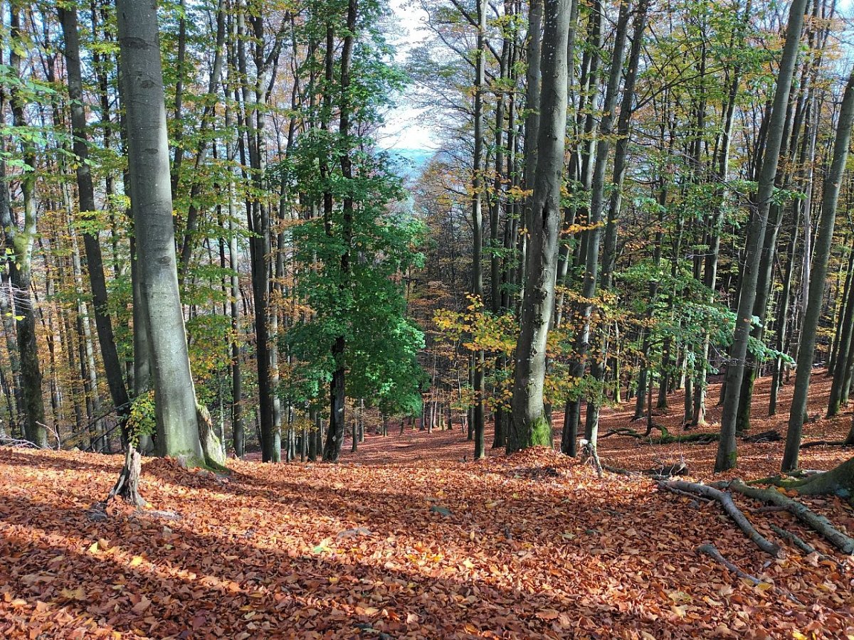 Lišák (710&nbsp;m)