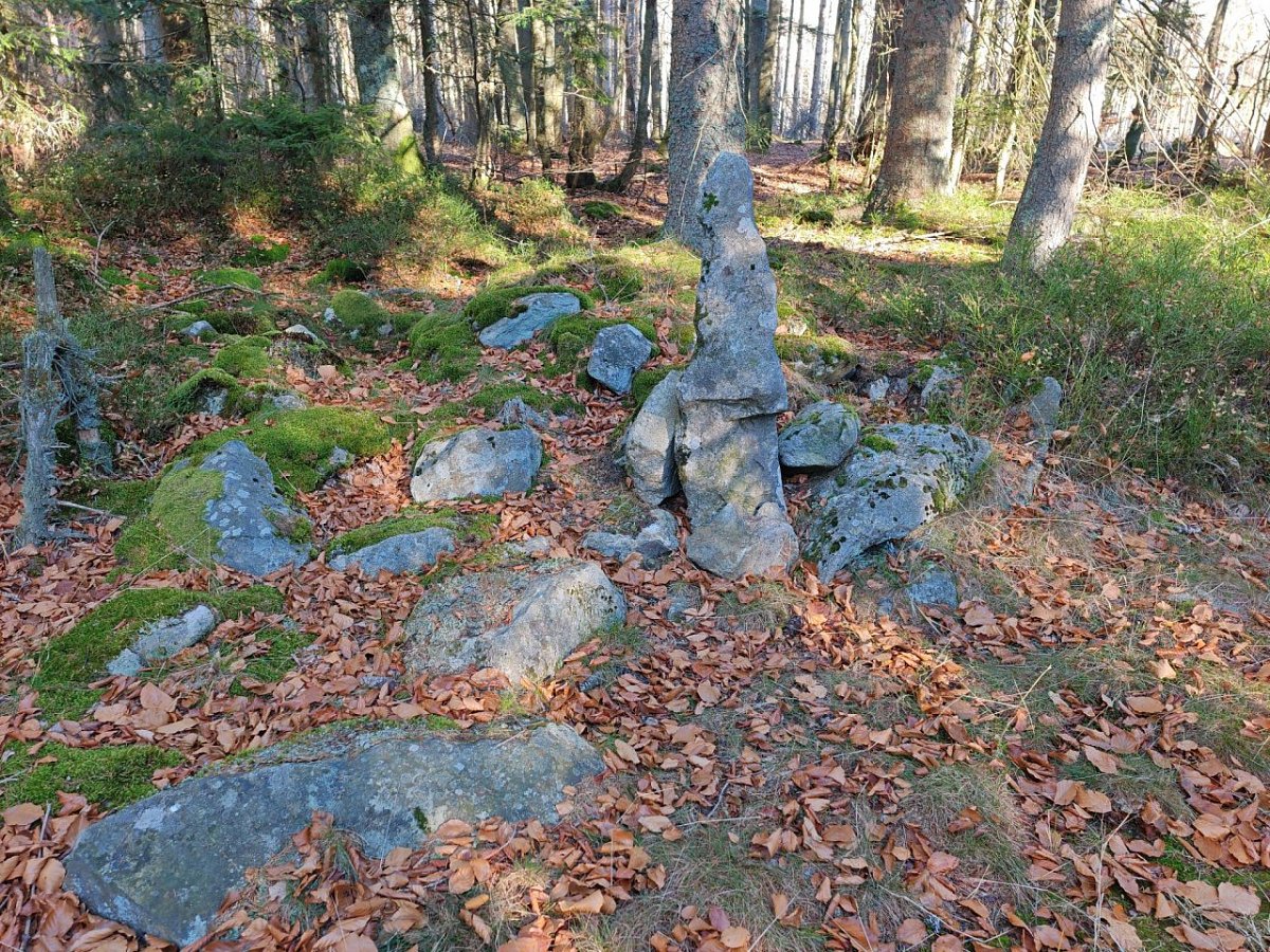 Zámecký les (1129&nbsp;m)