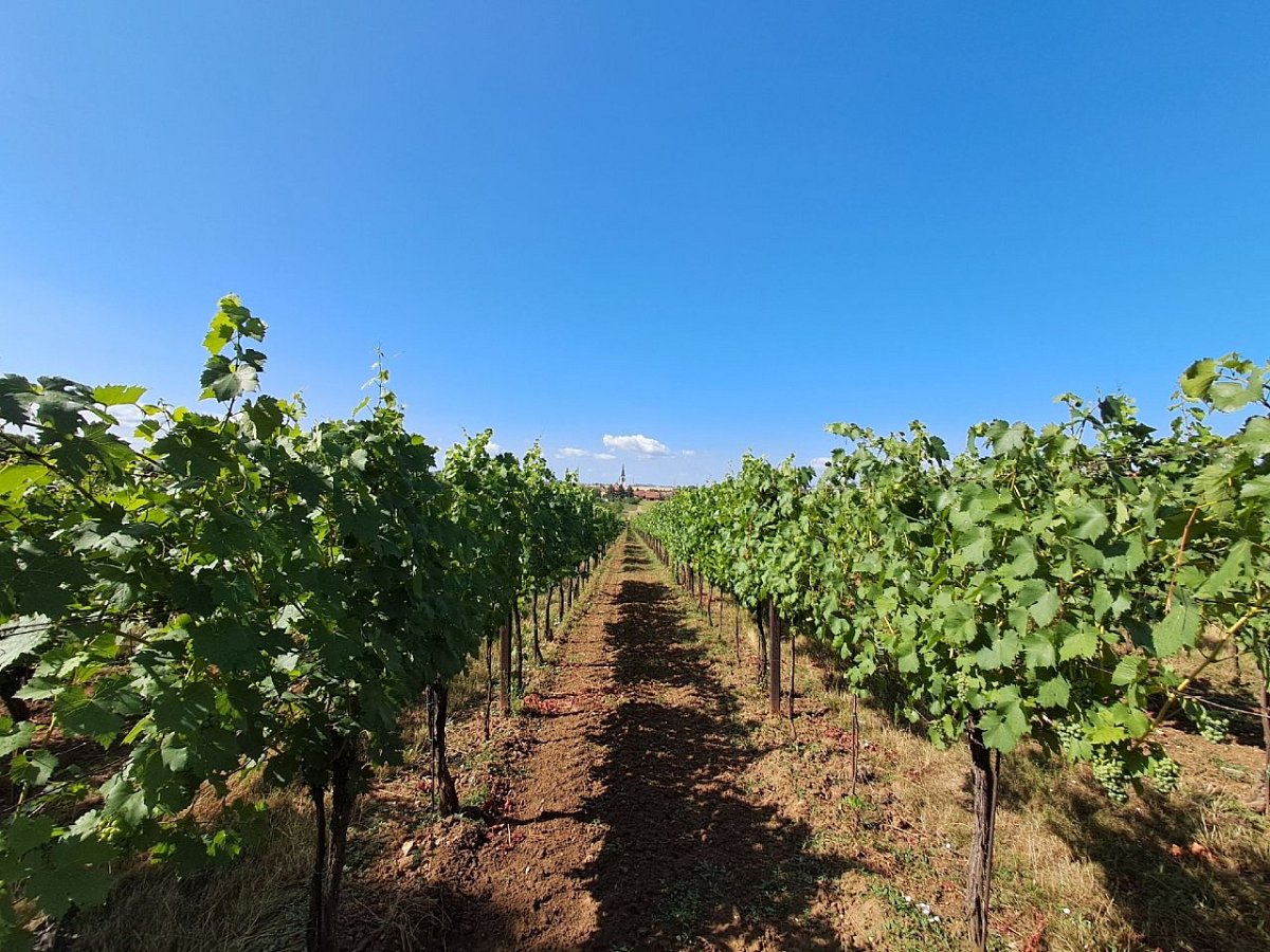 Díly za zahradou (193&nbsp;m)