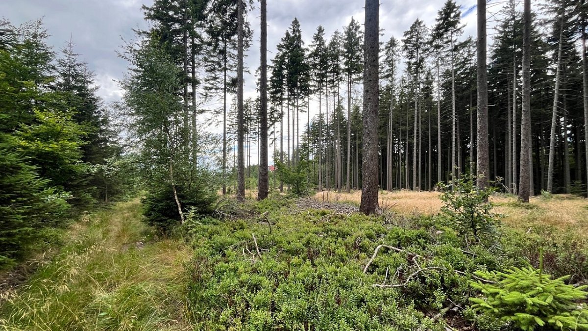 Ovčí vrch (766&nbsp;m)