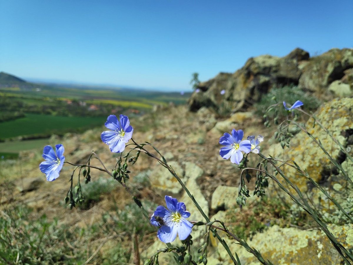 Křižák (387&nbsp;m)