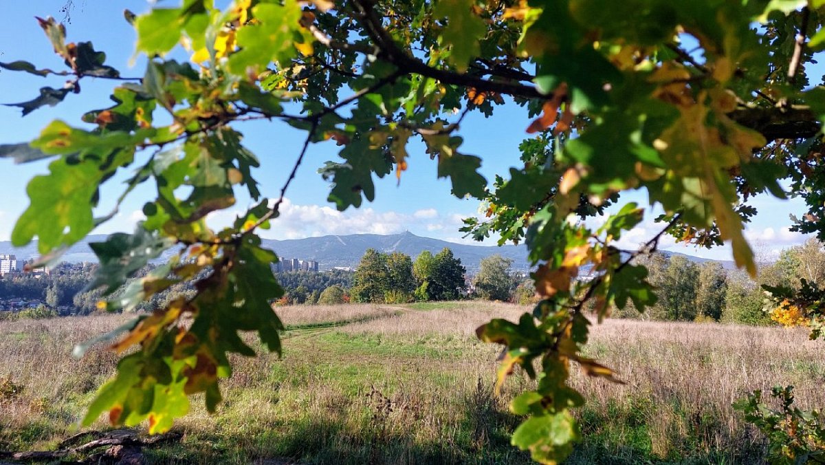 Zuzčina srdcovka (468&nbsp;m)