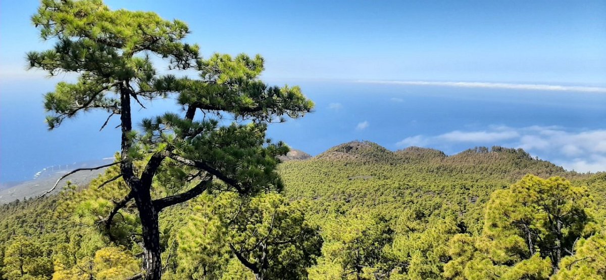 Montaña del Fuego (1249&nbsp;m)