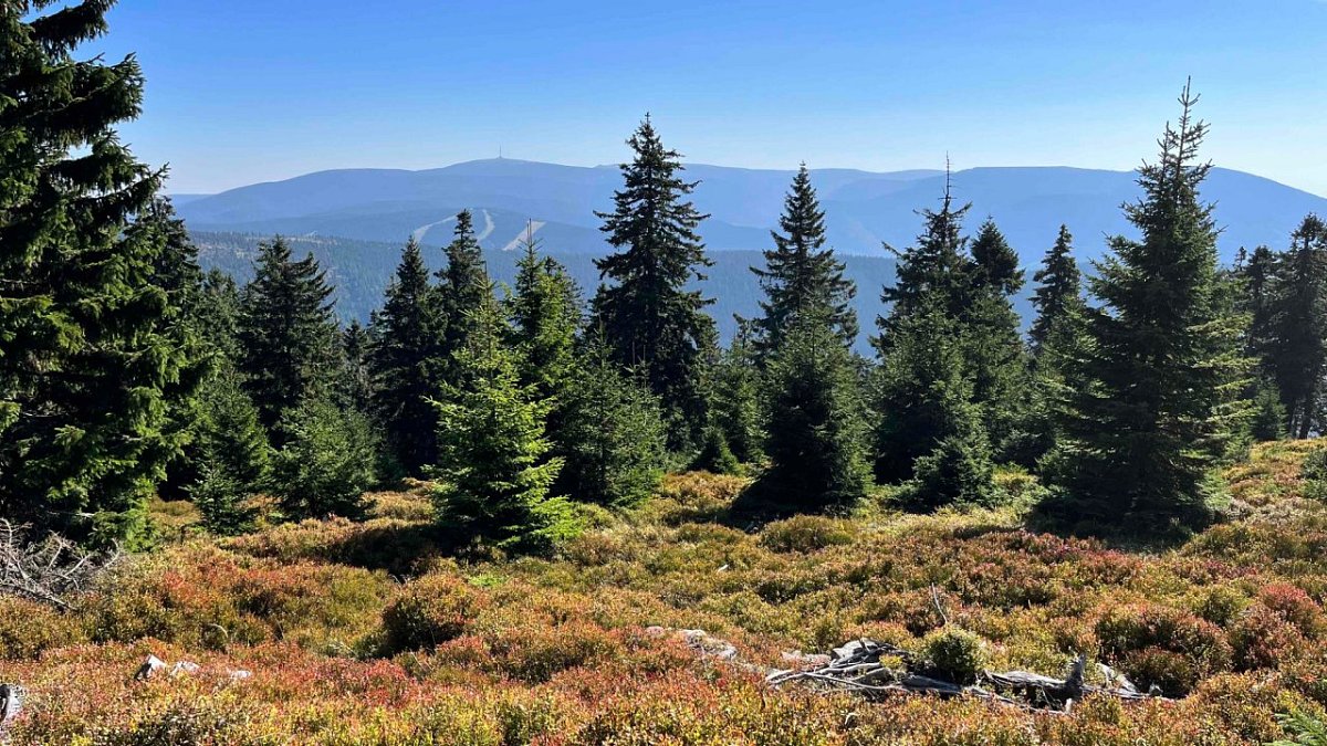 Spálený vrch (1313&nbsp;m)